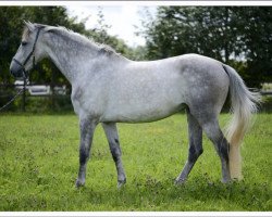 Zuchtstute Atlanta Z (Zangersheide Reitpferd, 2007, von Asca Z)