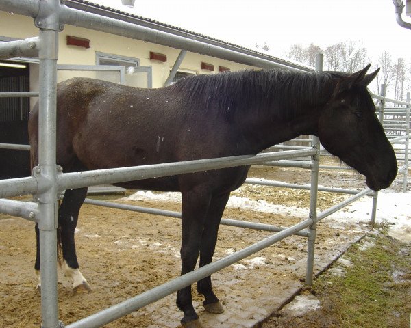 broodmare Wonder Kid (Bavarian, 2003, from Ravallo 115 FIN) broodmare Wonder Kid (Bavarian, 2003, from Ravallo 115 FIN)
