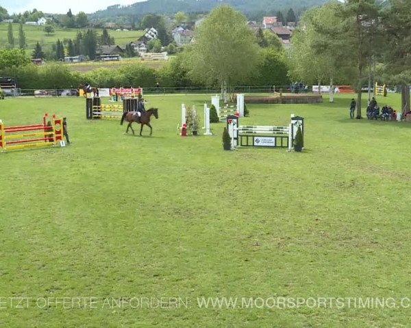 Reitturnier Elgg 2019
