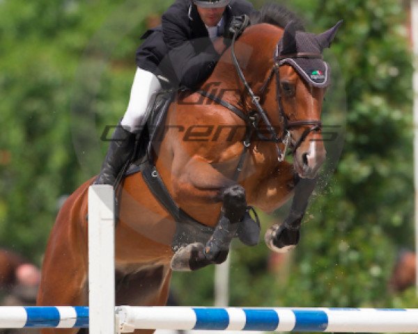 broodmare Kyra van het Zorgvliet (Belgian Warmblood, 2010, from Clinton)