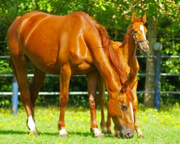 broodmare Ekita van't Zorgvliet (Belgium Sporthorse, 2010, from For Joy van het Zorgvliet)
