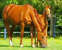 broodmare Ekita van't Zorgvliet (Belgium Sporthorse, 2010, from For Joy van het Zorgvliet)
