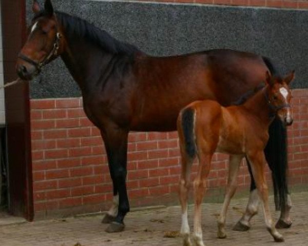 broodmare Fearless Vn't Zorgvliet (Belgian Warmblood, 2005, from Quidam de Revel)