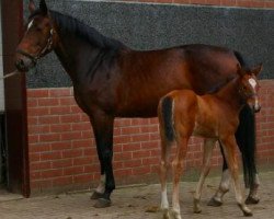 broodmare Fearless Vn't Zorgvliet (Belgian Warmblood, 2005, from Quidam de Revel)