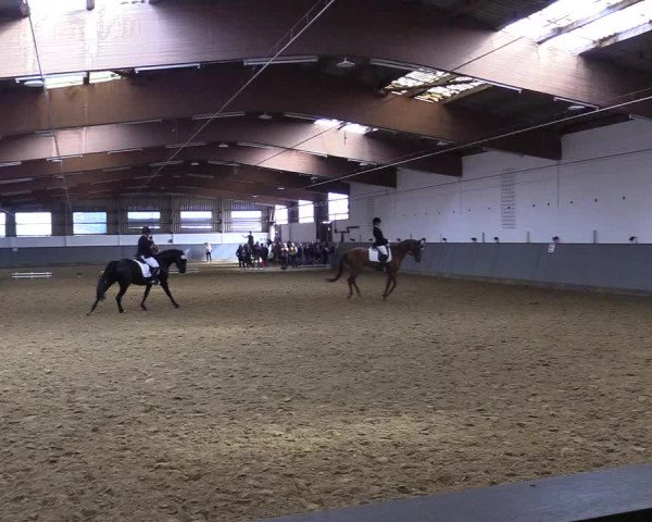 Reitturnier Dortmund-Asseln 2019