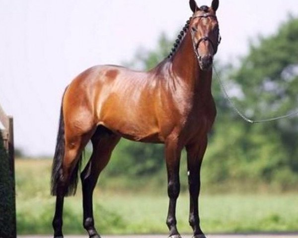 stallion Try-Time (KWPN (Royal Dutch Sporthorse), 2000, from Numero Uno)
