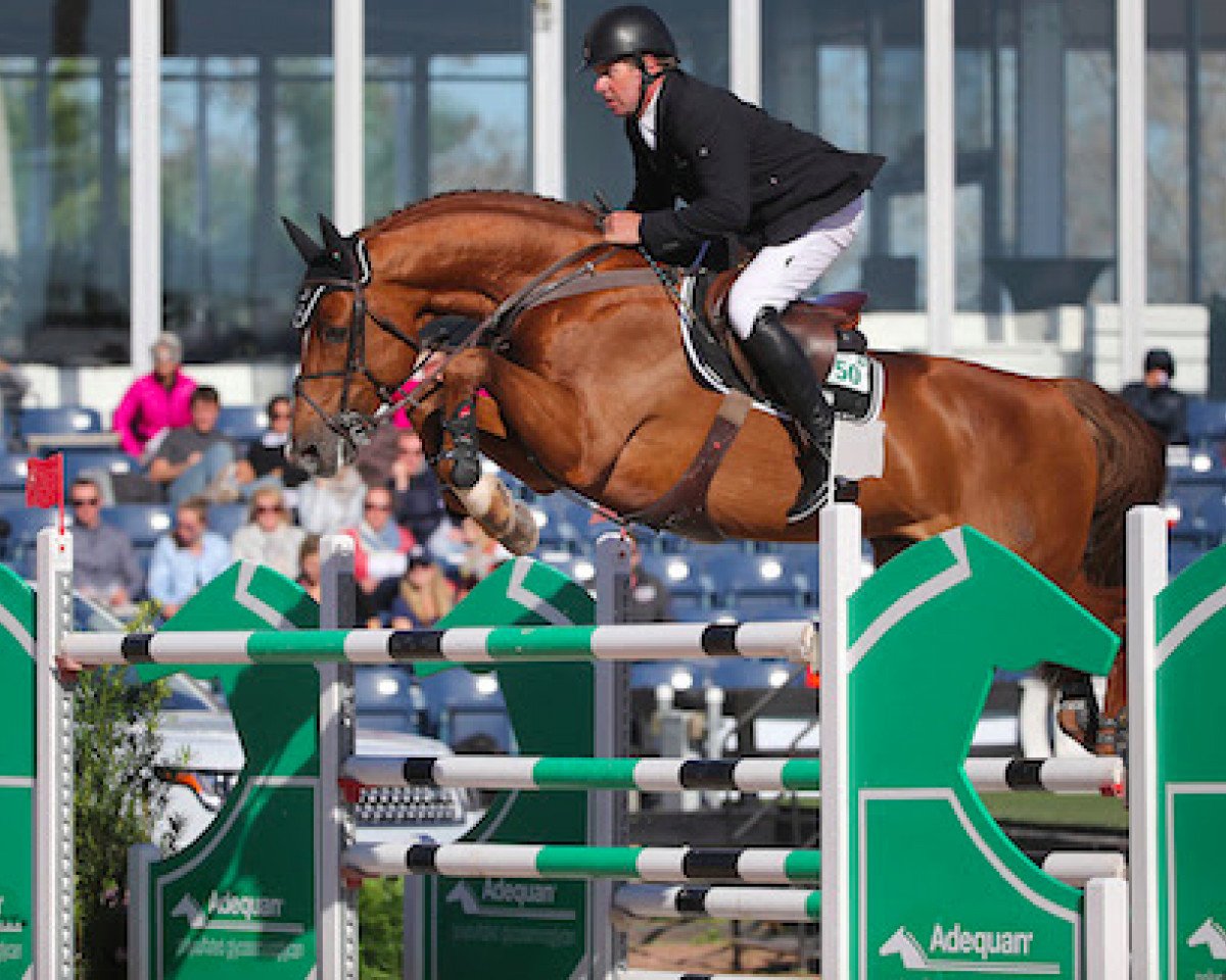 stallion Untouched (Westphalian, 2007, from Untouchable)