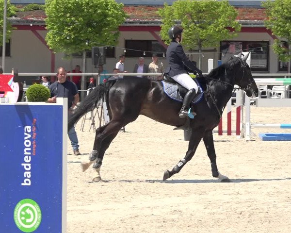 Reitturnier Achern 2019