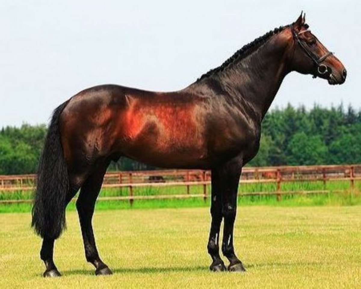 stallion Isard du Rietz (Selle Français, 1996, from Le Tot de Semilly)