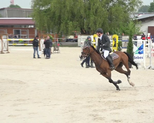 Reitturnier Achern 2019
