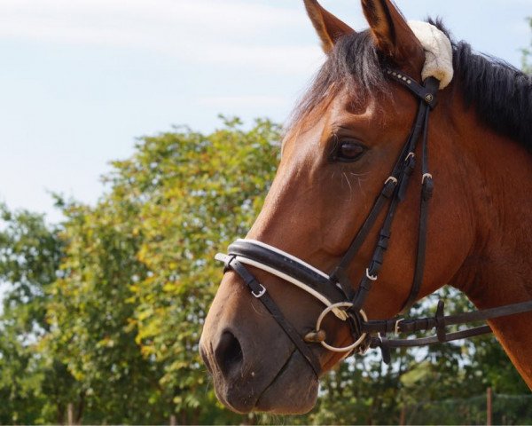 horse Lennox (German Sport Horse, 2011, from Leviathan)