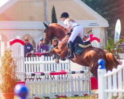 jumper Captain Murphy (German Sport Horse, 2009, from Chap 47)