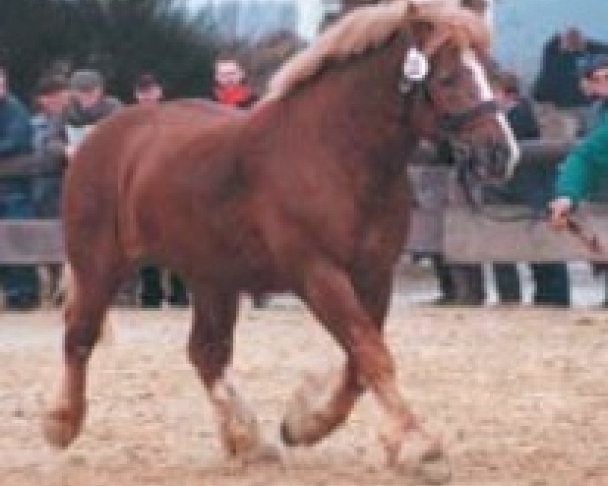 Horse Nippes Junior (Rhenish German Coldblood, 1996, from Nippes I)