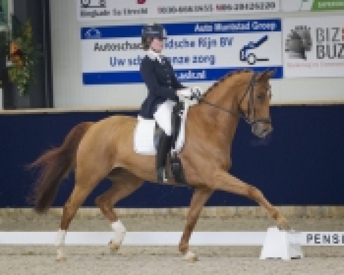 dressage horse Alaska Dvb (KWPN (Royal Dutch Sporthorse), 2005, from Weltino)