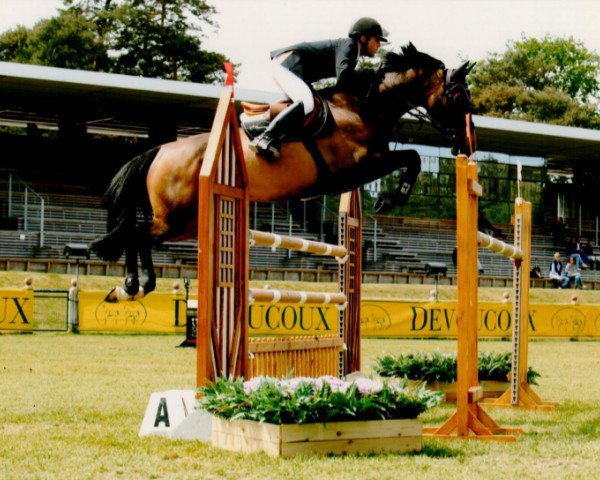 Zuchtstute Ghana (Belgisches Warmblut, 2006, von Vigo d'Arsouilles)