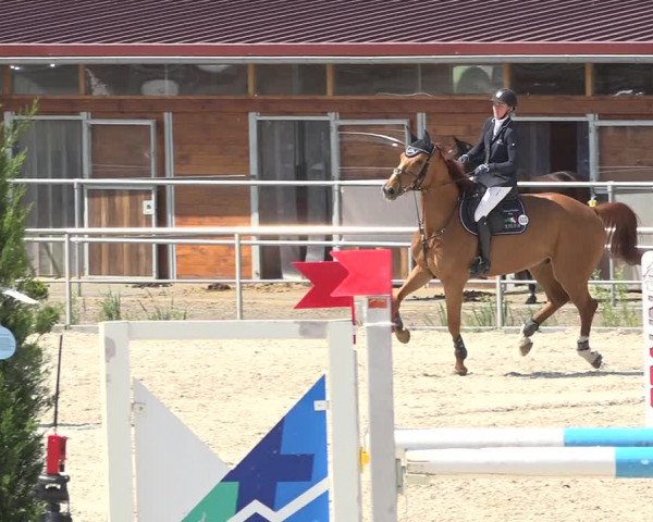 Reitturnier Achern 2019