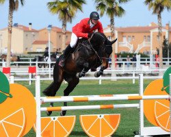 jumper Diddo van Sint Maarten (Belgium Sporthorse, 2009, from Kannan)