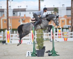 jumper Un Cero du Briot (Selle Français, 2008, from Cero)