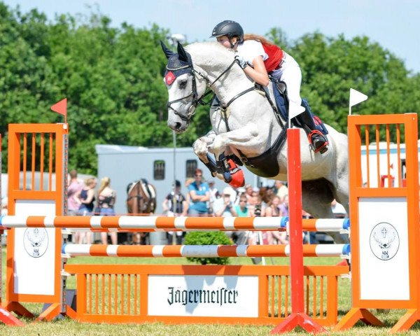 Springpferd Lyramar (Tschechisches Warmblut, 2003, von Lopez - 27)