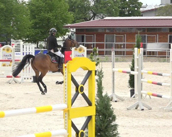 Reitturnier Achern 2019