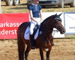broodmare Darleen's Darling (German Riding Pony, 1999, from Magnum)