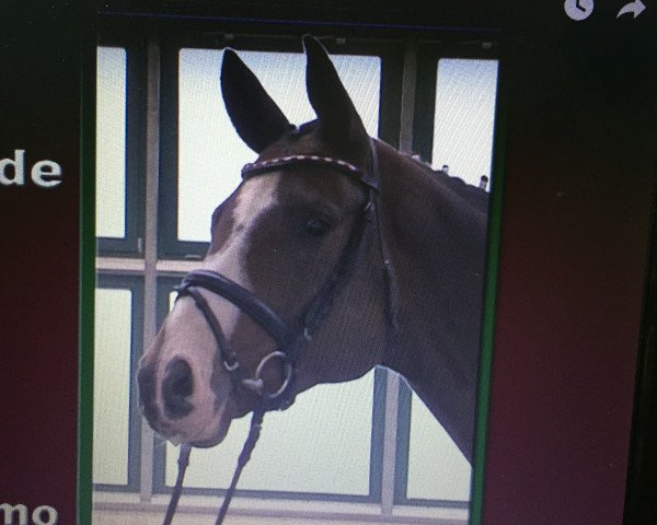 horse Belissimo Grande (German Sport Horse, 2009, from Belissimo NRW)