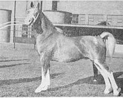stallion Jotham 1054 (Gelderland, 1945, from Anton)