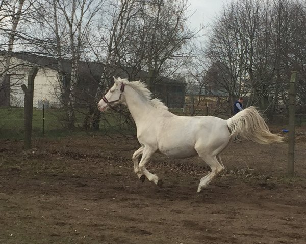 broodmare Manyi (Hungarian Warmblood, 2001, from Rádiháza Martalóc-2)