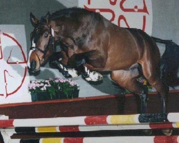 Deckhengst Quinten van 't Merelsnest (Belgisches Warmblut, 1993, von Darco)