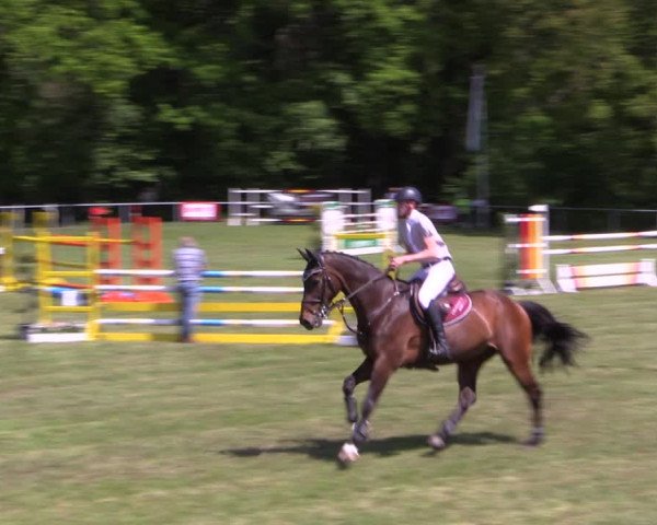 Reitturnier Stukenbrock 2019