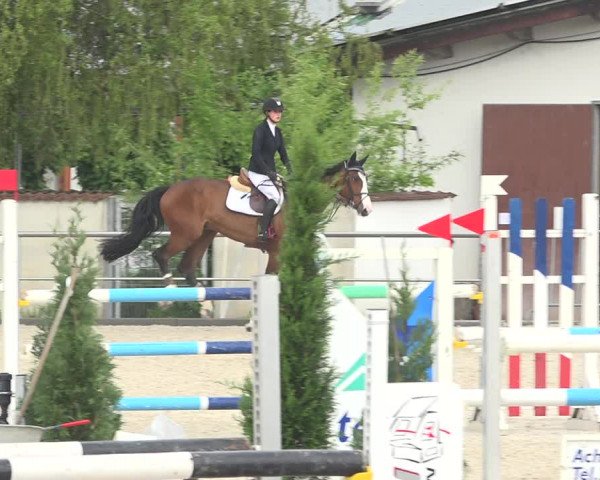 Reitturnier Achern 2019