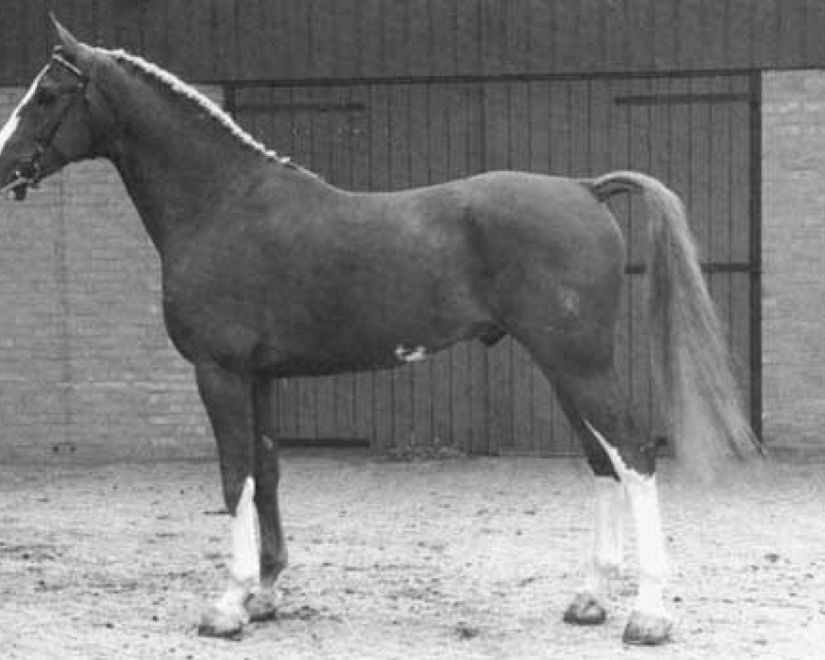 stallion Graaf Wouter (KWPN (Royal Dutch Sporthorse), 1988, from Wouter)