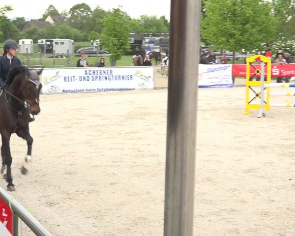 Reitturnier Achern 2019