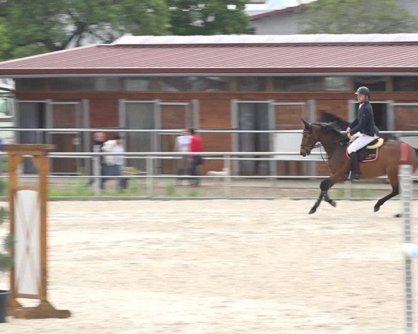 Reitturnier Achern 2019