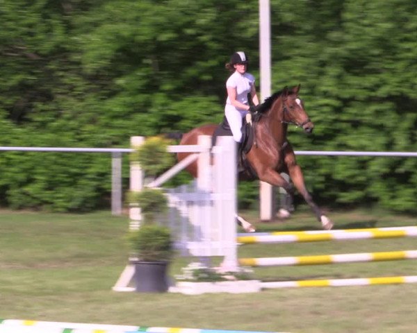 Reitturnier Stukenbrock 2019