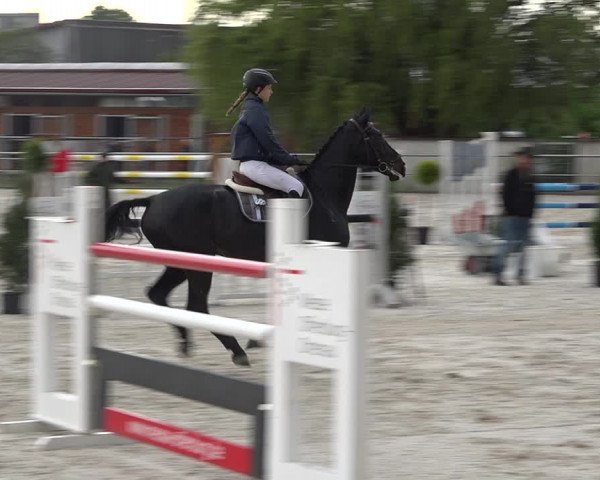 Reitturnier Achern 2019