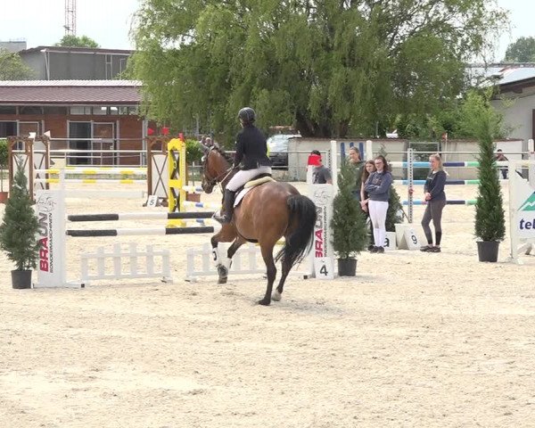 Reitturnier Achern 2019