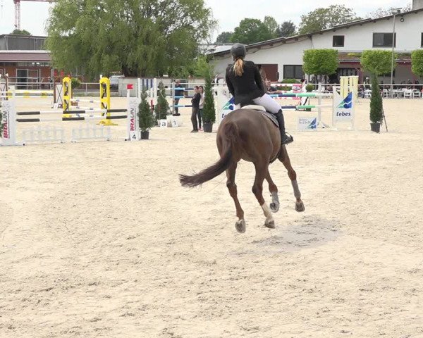Reitturnier Achern 2019