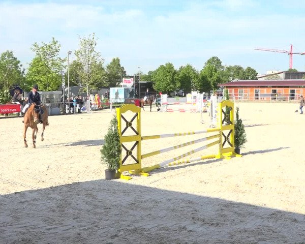 Reitturnier Achern 2019