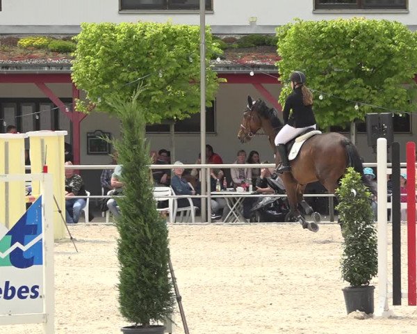 Reitturnier Achern 2019