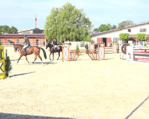 Reitturnier Achern 2019