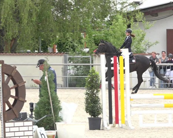 Reitturnier Achern 2019