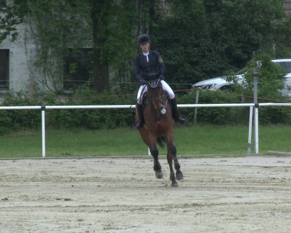 Reitturnier Ostenfelde-Vornholz 2019