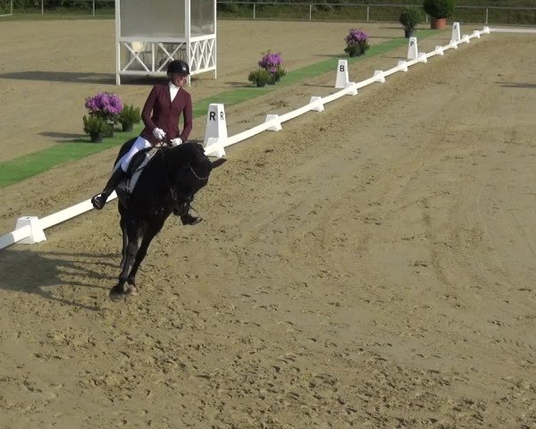 Reitturnier Ladenburg 2019