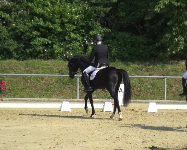 Reitturnier Ladenburg 2019