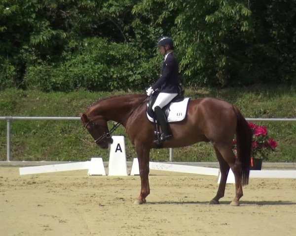 Reitturnier Ladenburg 2019