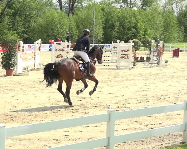 Reitturnier Isny-Rohrdorf 2019