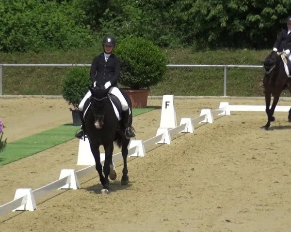 Reitturnier Ladenburg 2019
