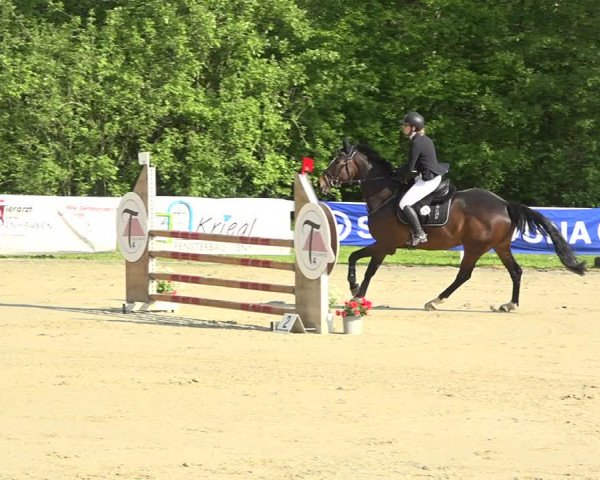Reitturnier Isny-Rohrdorf 2019