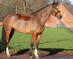 dressage horse Leandra 211 (Westphalian, 2009, from Lugato)